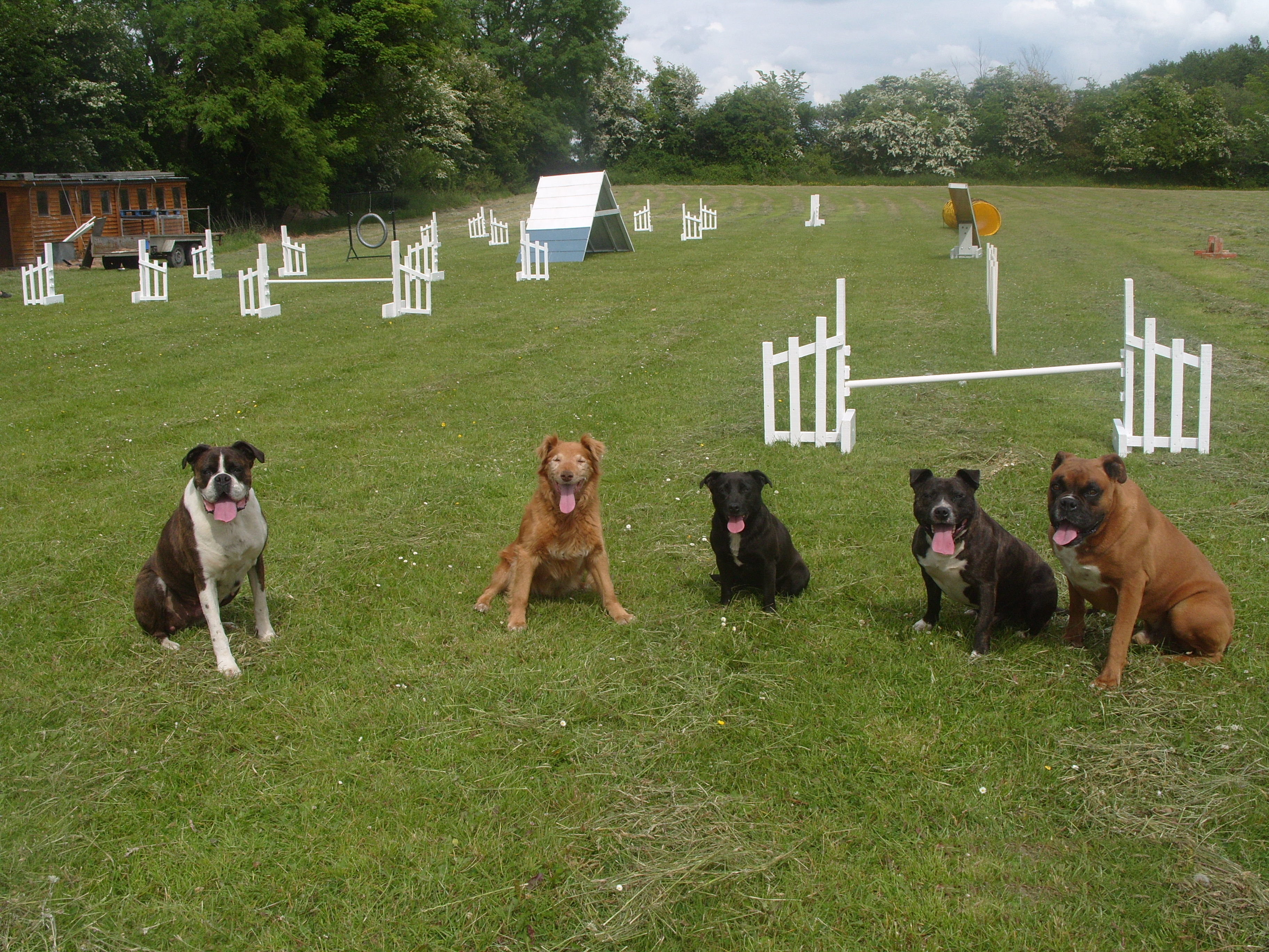 Carlow Dog Training Club's Blog | Just another WordPress ...